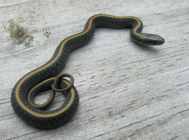 Santa Cruz Garter Snake